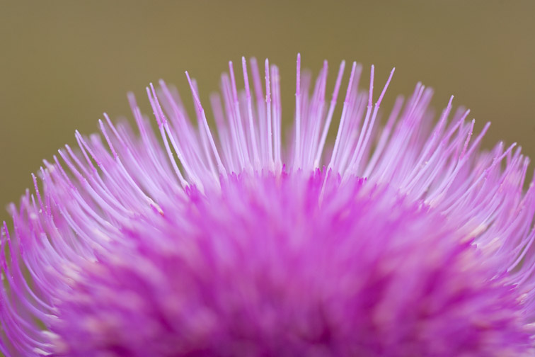 Melancholy Thistle (Cirsium helenioides) close-up detail of part of flower head. Scotland.